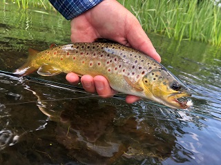 brown-trout