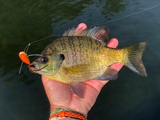 bluegill
