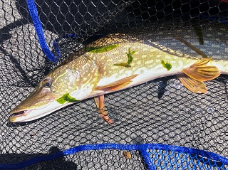 northern-pike
