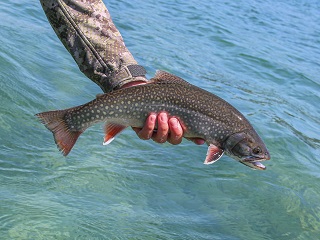 brook-trout