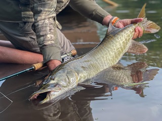 muskellunge