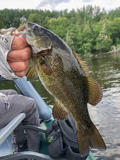 smallmouth-bass