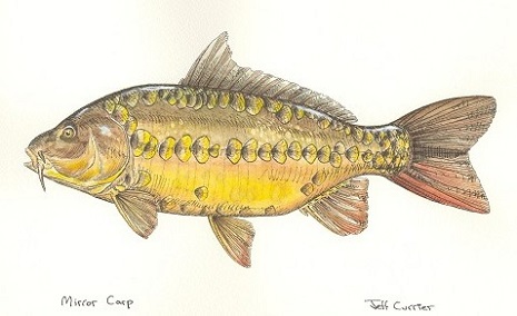 mirror-carp