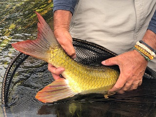 fly-fishing-suckers