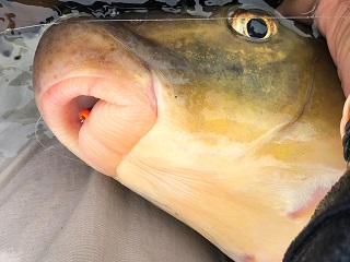 redhorse-identification