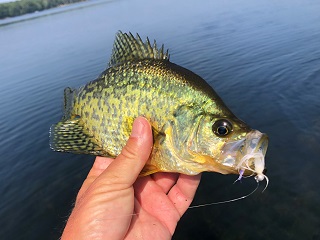 black-crappie