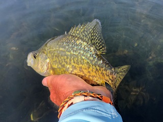 crappie