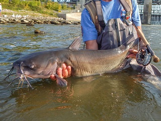 catfish-on-fly