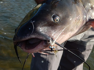 Stu Thompson - Master of Channel Catfish on Fly – Jeff Currier