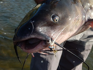 channel-catfish