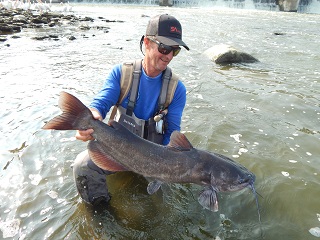 Currier-channel-catfish
