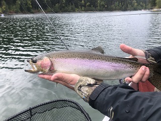 Pennask-rainbow-trout