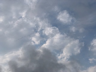 crane-migration