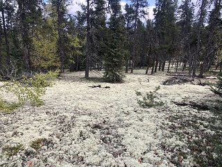 tundra-lichens