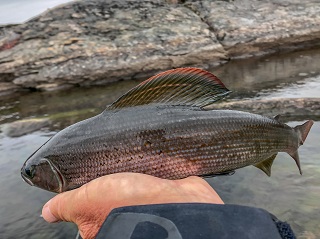 grayling