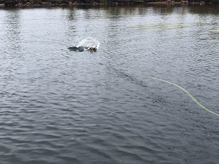 fly-fishing-for-pike