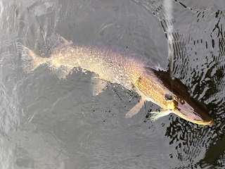 northern-pike