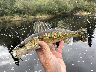 walleye