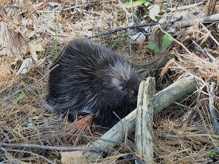 porcupine