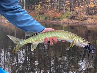 muskellunge