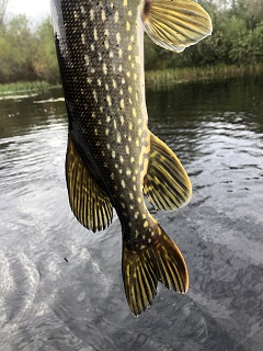 pike