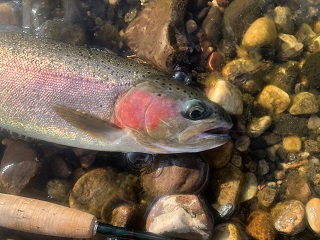 rainbow-trout