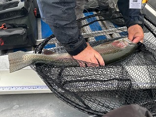big-trout