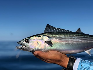 bonito
