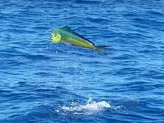 mahi