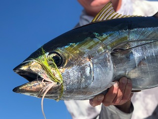 yellowfin-tuna