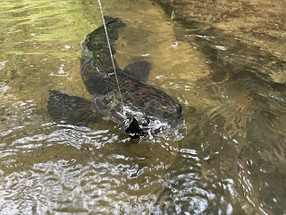 flyfishing-snakehead