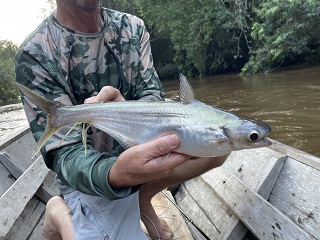 Rain Steals Another Days Fly Fishing in Borneo