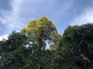 Borneo-rainforest