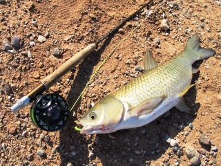 Grass,Grass Carp