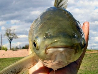 Grass Carp Code - Cracked Forever! – Jeff Currier