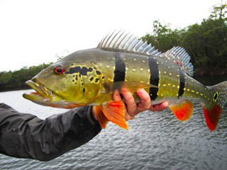Day 2 Fly Fishing For Peacock Bass Jeff Currier