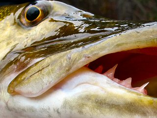 Don't Look the Musky in the Eye – Jeff Currier